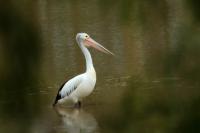 Pelecanus conspicillatus