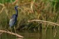 Egretta tricolor