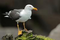 Larus fuscus