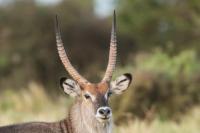 Waterbuck