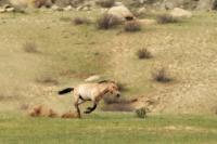 Przewalski's  Horse