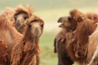 Bactrian camel