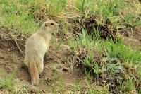 Long-tailed ground squirrel