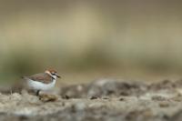 Charadrius alexandrinus