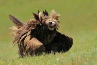 Mongolia fauna 