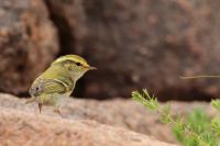 Phylloscopus proregulus