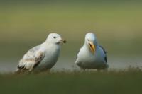 Larus vegae mongolicus