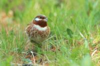 Emberiza leucocephalos