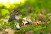 Eastern gray squirrel