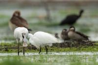 Platalea alba