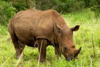 White rhinoceros