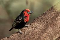 ETHIOPIA FAUNA