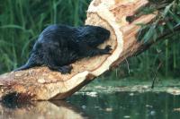 Eurasian beaver