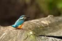 Alcedo atthis