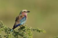 Coracias caudatus