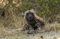 African wild dog