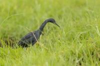 Egretta vinaceigula