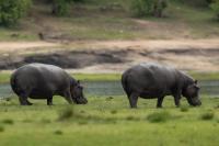 Common hippopotamus