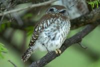 Glaucidium perlatum