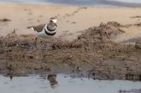 Charadrius tricollaris