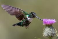 ECUADOR-FAUNA