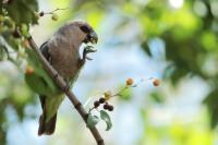 Poicephalus rufiventris