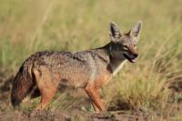 African golden wolf