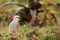 Zavattariornis stresemanni