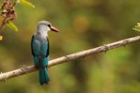 Halcyon senegalensis