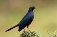 Lamprotornis purpuroptera