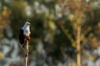 Haliaeetus vocifer