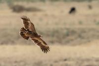 Aquila nipalensis