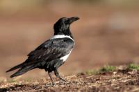 Corvus albus