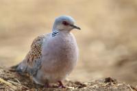 Streptopelia turtur