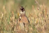 Coturnix coturnix