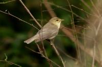 Phylloscopus trochilus