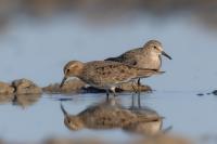 Calidris temminckii 