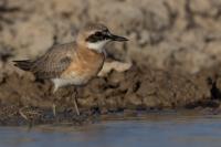 Charadrius leschenaultii