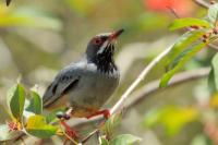 Turdus plumbeus