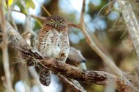 Glaucidium siju