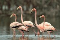 Phoenicopterus ruber