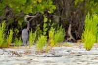 Egretta tricolor