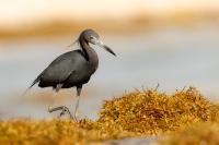 Egretta caerulea 