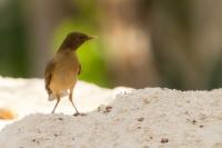 Turdus grayi