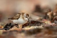 Calidris minuta