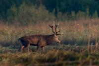 Red deer