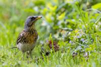 Turdus pilaris