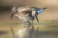 Calidris falcinellus