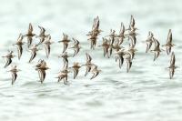 Calidris alba