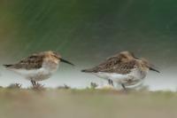 Calidris alpina